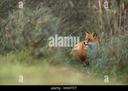 Rotfuchs / Rotfuchs (Vulpes Vulpes) sitzen, versteckt zwischen Büschen, beobachten aufmerksam, Tierwelt, Europa. Stockfoto