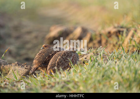 Graue Rebhühner / Rebhuehner (Perdix Perdix) versteckt auf Ackerland, gut getarnt, schüchtern, beobachten aufmerksam, bei Tagesanbruch. Stockfoto