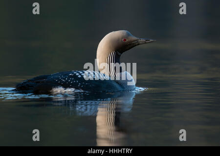 Black-throated Loon / Arktis Loon (Gavia Arctica), Schwimmen, ein Erwachsener in der Zucht Kleid, detaillierte Seitenansicht, Morgenlicht. Stockfoto