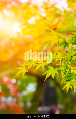 Schöne Maple Leaf in Japan Herbst im Morgenlicht für Hintergrund. Stockfoto
