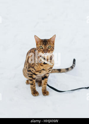 Bengal-Katze auf Winter Hintergrund. Hauskatze in der Natur. Weiß mit braunen Kätzchen spielen. Katze in der Nähe von Tanne. Schneereiche Winter. Stockfoto