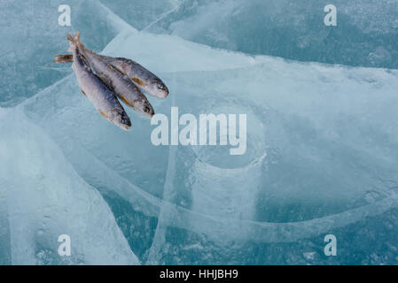 Winter-Angeln am Baikalsee. Fang von Zander und Äsche in der sauberen und schönen Ort! Die tiefsten Süßwassersee der Erde. Fisch-Körper war Stockfoto