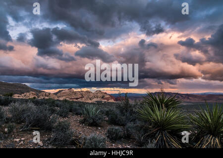 Ein Sturm von der untergehenden Sonne beleuchtete geht über die Wüstenlandschaft des Red Rock Canyon National Conservation Area in Nevada Stockfoto