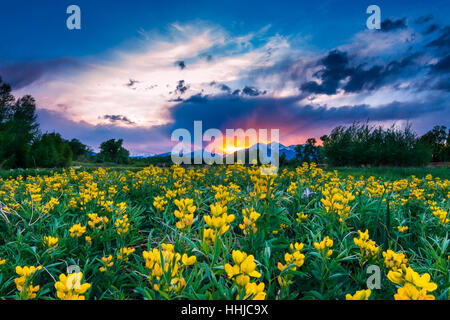 Ein Feld von brillanten gelben Blüten vor einem spektakulären Sonnenuntergang in den Rocky Mountains in Colorado Stockfoto