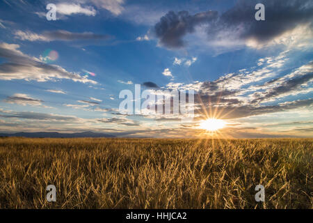 Die untergehende Sonne erhellt ein Feld von goldenes Korn im östlichen Colorado mit Pikes Peak im Hintergrund Stockfoto