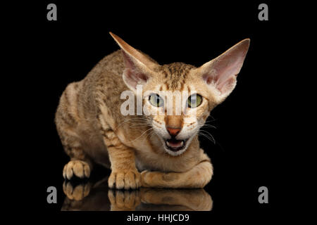 Peterbald Kätzchen auf schwarzem Hintergrund isoliert Stockfoto