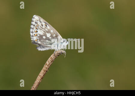 Chalkhill Blue (Polyommatus Coridon) - weibliche thront auf einer Pflanze, einer sauberen grünen Hintergrund Stockfoto