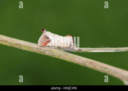 Schokolade-Tip (Clostera Curtula) - eine Motte mit einem hervorstehenden braunen Schweif - thront auf einem Zweig, einem sauberen grünen Hintergrund Stockfoto