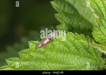 Klicken Sie auf Käfer (Athous Haemorrhoidalis) - eine braune Käfer auf einem grünen Blatt Stockfoto