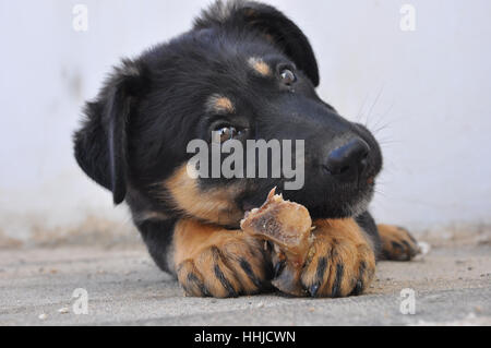 , Halb Deutscher Schäferhund Hälfte Kanaan Hund beißen seiner Knochen Stockfoto