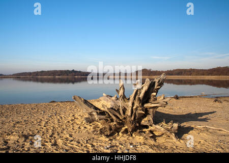 Toter Baum am Benacre Strand, Suffolk, England Stockfoto