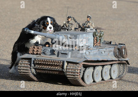 Maddie, ein King Charles Spaniel, Studien statt ein Modell im Maßstab 1/6 der eine deutsche WW2 1943-Tiger-Panzer vor der London Model Engineering Ausstellung im Alexandra Palace, London, zwischen Freitag, 20 Januar, und Sonntag, den 22. Januar. Stockfoto