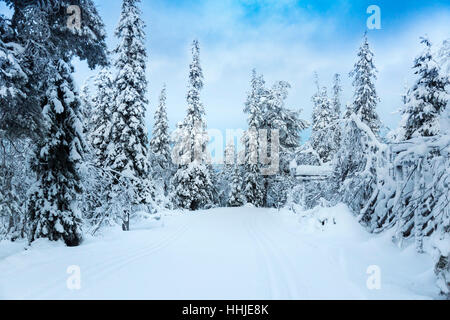 Schöne verschneite Waldlandschaft in Finnland, Lappland Stockfoto