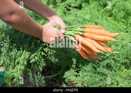 Junge zu halten saubere Karotten im Gemüsegarten Stockfoto