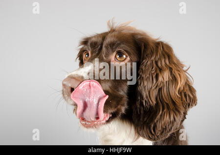 English Springer Spaniel, weiblich, 5 Jahre alt, UK. Stockfoto