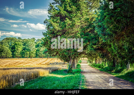 Einem kleinen Feldweg in Surry County, Virginia. Stockfoto