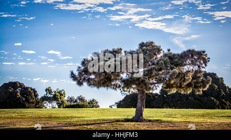 Ein Baum steht auf einem Hügel im Mission Bay Park in San Diego, Kalifornien.
