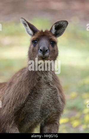 Westlichen Grey Kangaroo - erwachsenen männlichen Macropus Fuliginosus Fuliginosus Kangaroo Island South Australia, Australien MA003308 Stockfoto