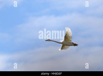 Flying Singschwan (Cygnus Cygnus) Stockfoto