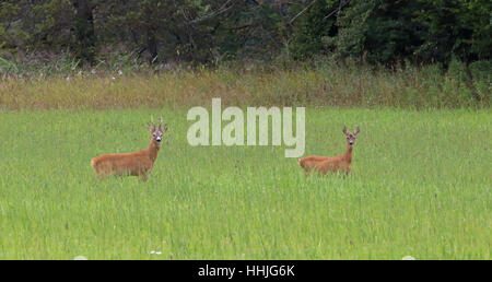 Zwei Hirse auf grünem Feld/hoher Alarm Stockfoto