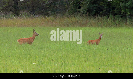 Zwei Hirse auf grünem Feld/hoher Alarm Stockfoto