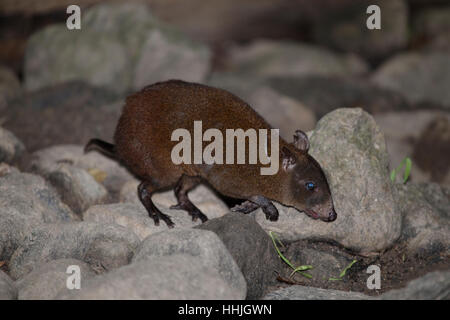 Moschus RatteKänguruh, Hypsiprymnodon Moschatus, Fütterung Stockfoto