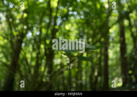 Weitwinkeleinstellung Blätter am Stamm Set sonnendurchfluteten Wald Hintergrund bokeh Stockfoto