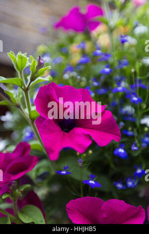 Bunte Blumen-Arrangement gegen Steinmauer mit großen lila Blüten und blauen Vergissmeinnicht Stockfoto