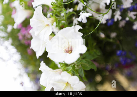 Weiße und violette Trompete Blüten in hängenden Korb mit Vergissmeinnicht Stockfoto