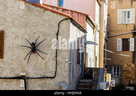 Eine große Spinne an der Wand eines Hauses in Calvi Córcega, Frankreich. Stockfoto