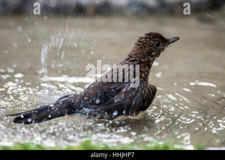 Eine weibliche Jugendliche Amsel (Turdus Merula) genießen plantschen in ihr Bad. Stockfoto