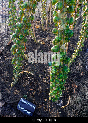 Enviro Verrechnung Schutz winter Rosenkohl 'Montgomery "wachsenden hinter Schmetterling protective Netting Stockfoto