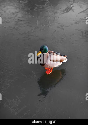 Stockente Drake stehend auf gefrorenem Wasser im winter Stockfoto