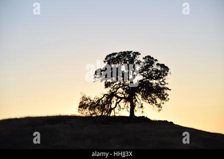 Ein einsamer Eiche Baum steht auf einem Hügel, hinterleuchtete durch die bunte Dämmerung Himmel Stockfoto