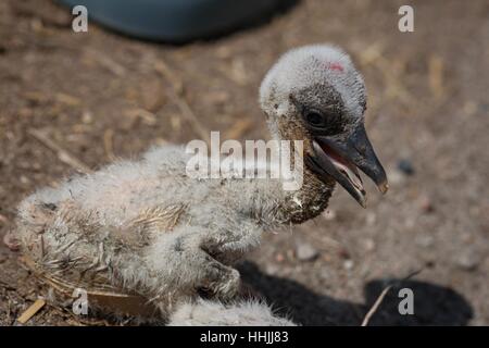 Posen, Polen - geschlüpft 12. Mai 2012 - Störche. Grundlagenforschung gemacht die jungen Störche. Stockfoto