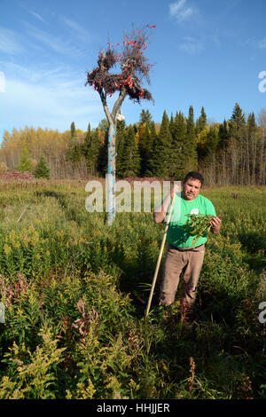 Eine indigene Menschen ernten wilden Löwenzahn fährt um eine Kultstätte der Sonnentanz, in der Nähe von Moose Factory, nördlichen Ontario, Kanada. Stockfoto