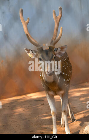 Hirsche im Dusit Zoo in Bangkok, THAILAND entdeckt. Stockfoto