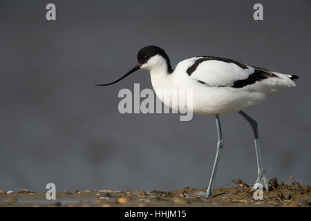 Trauerschnäpper Säbelschnäbler (Recurvirostra Avosetta), zu Fuß entlang der Wasserlinie, Ganzkörper, Seitenansicht, Wattenmeer, Deutschland. Stockfoto