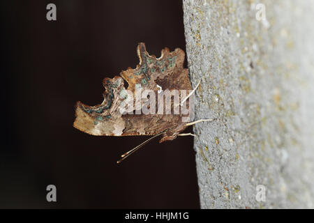 Komma (Polygonia c-Album), zeigt den blattförmigen Flügel während des Schlafens in der Nacht an einer senkrechten grauen Fläche Stockfoto