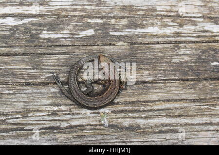 Gemeinsame oder lebendgebärend Eidechse (Zootoca Vivipara), eine weibliche eingerollt in einen Kreis auf einem Holzsteg Reserve in den Norfolk Broads Stockfoto