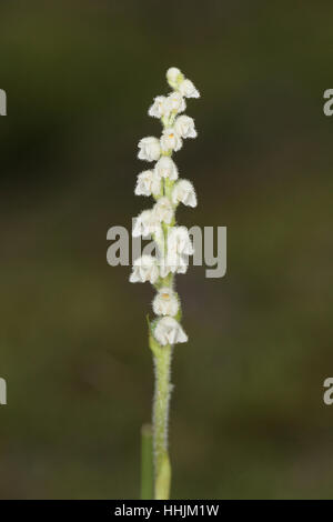 Schleichende Damen Tresses (Goodyera Repens), eine kleine, zarte weiße Orchidee wächst in einem küstennahen Caledonian Pinienwald in Norfolk Stockfoto