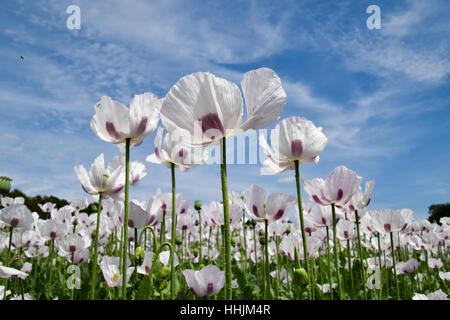 Weißen Mohn vor einem blauen Himmelshintergrund Stockfoto