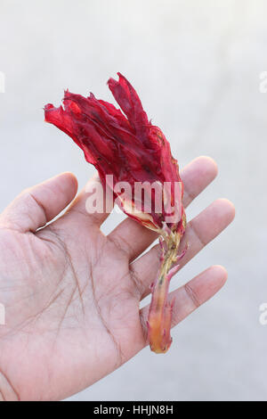 Nahaufnahme des Sterbens oder welke Epiphyllum oder Orchid Cactus in der hand - isoliert Stockfoto