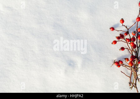 Rote Hagebutten reifen Beeren auf weißen, strukturierten echtem Schnee Hintergrund Stockfoto