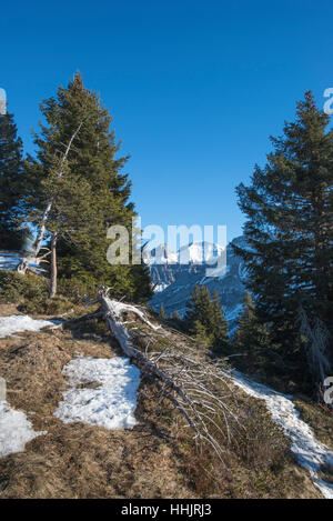 Massif des Diablerets in der Nähe von Becca d'Audon mit umgestürzten Baum, Waadt, Schweiz Stockfoto