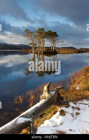 Inseln auf Loch Assynt mit Kiefern wachsen auf ihnen und schneebedeckte Berge im Hintergrund. Stockfoto