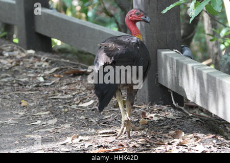 Australische Brushturkey oder australischen Pinsel-Türkei, aka das Peeling Türkei oder Busch Türkei auf dem Bradleys Head Walking Track in Mosman Sydney entdeckt " Stockfoto