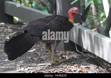 Australische Brushturkey oder australischen Pinsel-Türkei, aka das Peeling Türkei oder Busch Türkei auf dem Bradleys Head Walking Track in Mosman Sydney entdeckt " Stockfoto