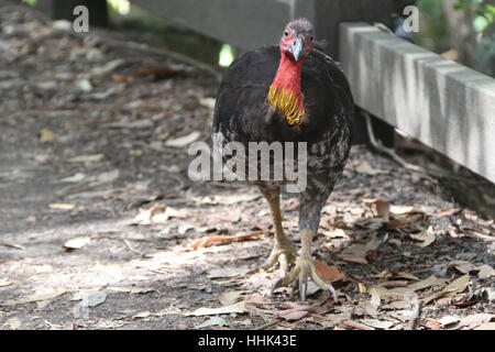 Australische Brushturkey oder australischen Pinsel-Türkei, aka das Peeling Türkei oder Busch Türkei auf dem Bradleys Head Walking Track in Mosman Sydney entdeckt " Stockfoto