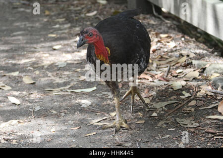 Australische Brushturkey oder australischen Pinsel-Türkei, aka das Peeling Türkei oder Busch Türkei auf dem Bradleys Head Walking Track in Mosman Sydney entdeckt " Stockfoto